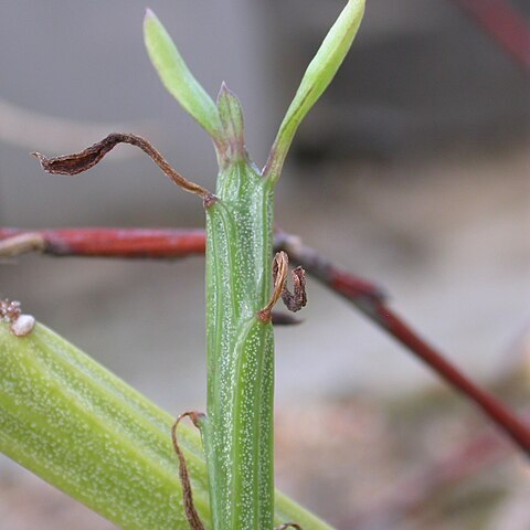 Kleinia madagascariensis unspecified picture