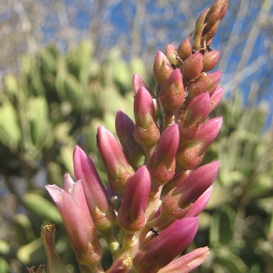 Kalanchoe grandidieri unspecified picture