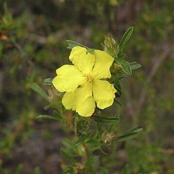 Hibbertia acuminata unspecified picture