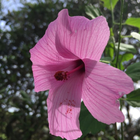 Hibiscus escobariae unspecified picture