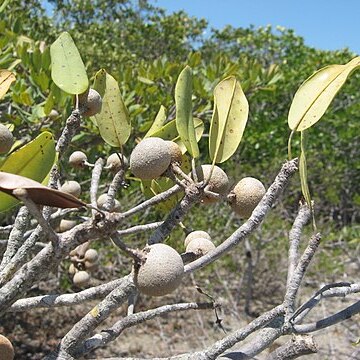 Manilkara jaimiqui unspecified picture