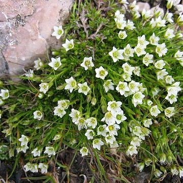 Minuartia unspecified picture