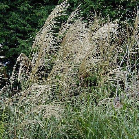 Miscanthus unspecified picture