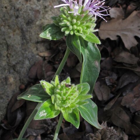 Monardella viridis unspecified picture