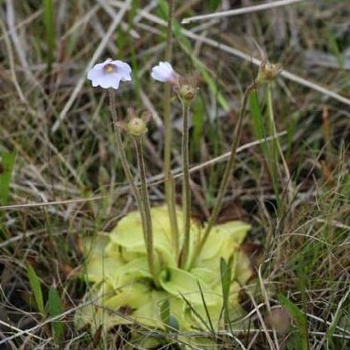 Pinguicula ionantha unspecified picture