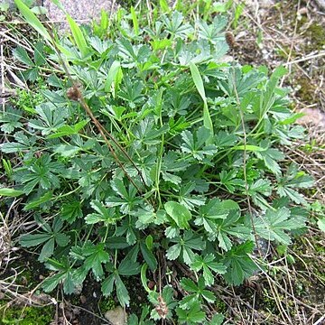 Potentilla wismariensis unspecified picture