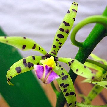 Prosthechea prismatocarpa unspecified picture