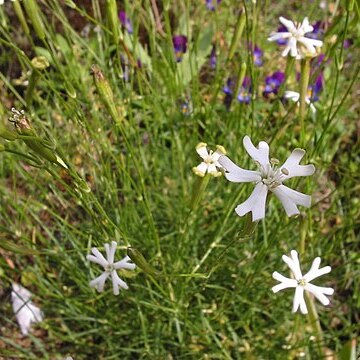 Silene waldsteinii unspecified picture