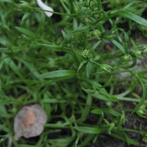 Stellaria fontinalis unspecified picture