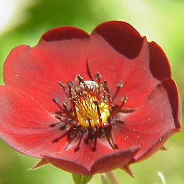 Potentilla atrosanguinea unspecified picture