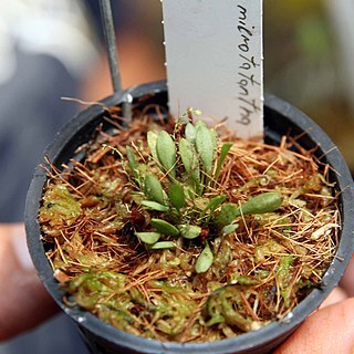 Platystele microtatantha unspecified picture