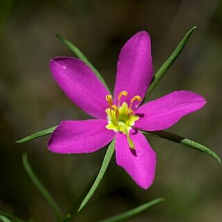 Sabatia arkansana unspecified picture