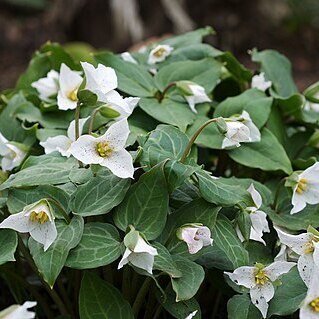 Pseudotrillium unspecified picture