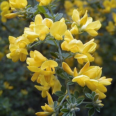 Genista canariensis unspecified picture