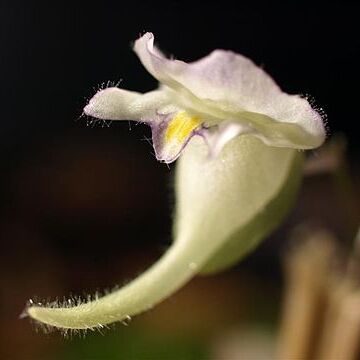 Utricularia jamesoniana unspecified picture