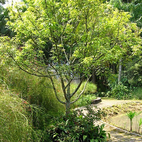 Xylopia brasiliensis unspecified picture