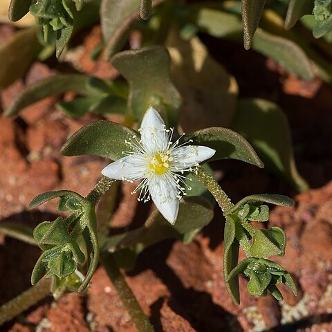 Gunniopsis papillata unspecified picture