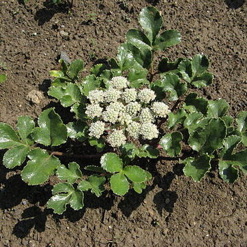 Glehnia littoralis unspecified picture