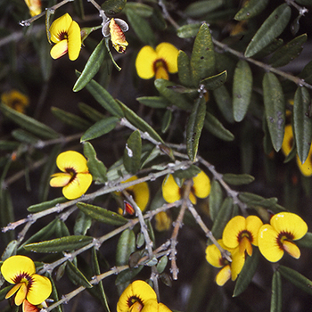 Bossiaea kiamensis unspecified picture