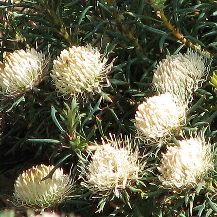 Banksia carlinoides unspecified picture