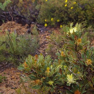 Banksia armata unspecified picture