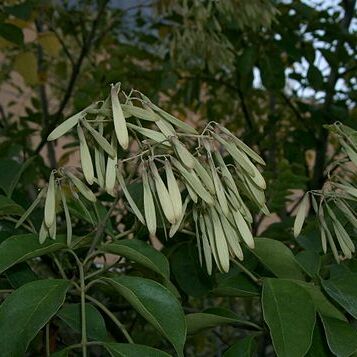 Fraxinus griffithii unspecified picture