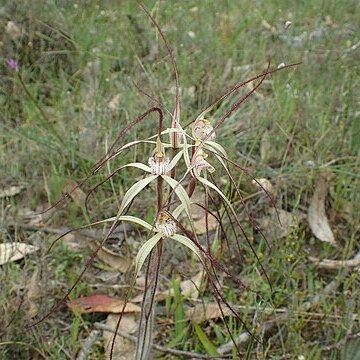 Caladenia straminichila unspecified picture