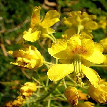 Caesalpinia mexicana unspecified picture