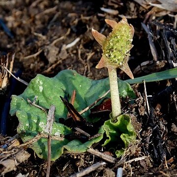 Dorstenia barnimiana unspecified picture