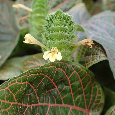 Fittonia gigantea unspecified picture