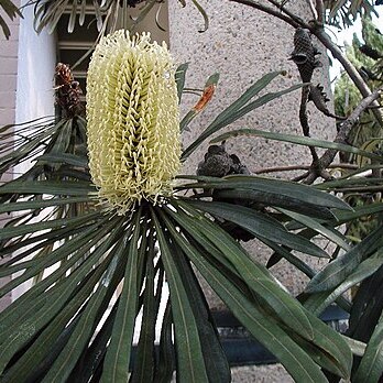 Banksia aquilonia unspecified picture