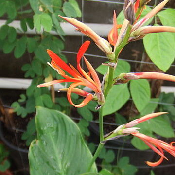 Canna paniculata unspecified picture