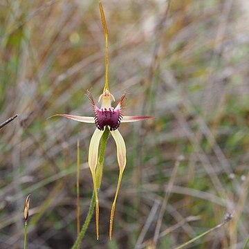 Caladenia thinicola unspecified picture