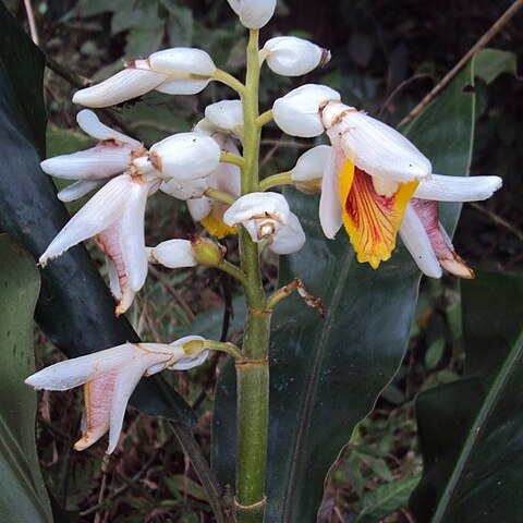 Alpinia malaccensis unspecified picture