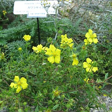 Potentilla chinensis unspecified picture