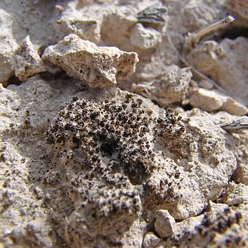 Syntrichia caninervis unspecified picture