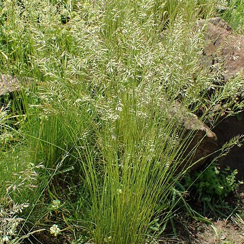 Festuca koritnicensis unspecified picture