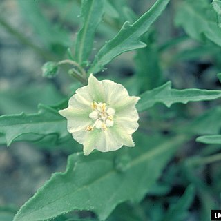 Physalis virginiana unspecified picture