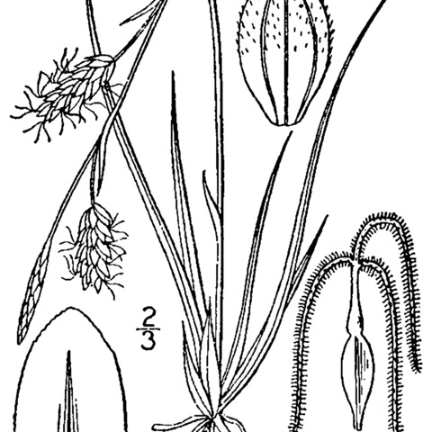 Carex richardsonii unspecified picture