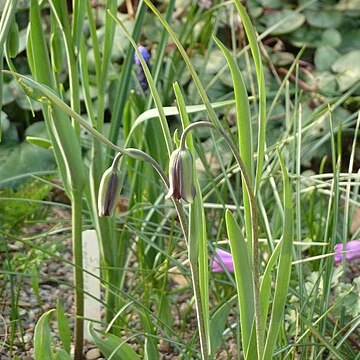 Fritillaria sinica unspecified picture