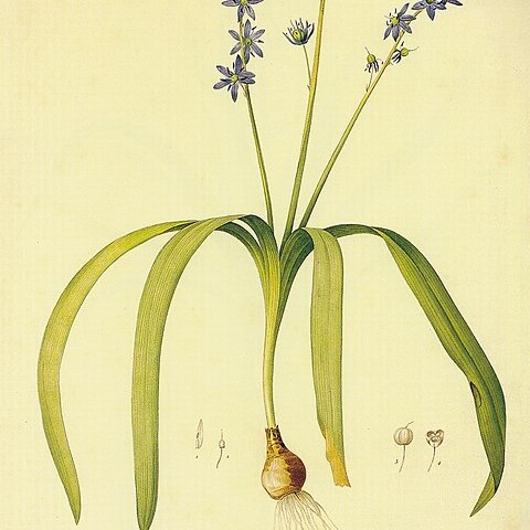 Scilla amoena unspecified picture