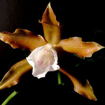 Miltonia candida unspecified picture