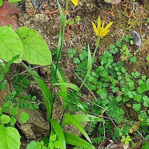 Fritillaria conica unspecified picture