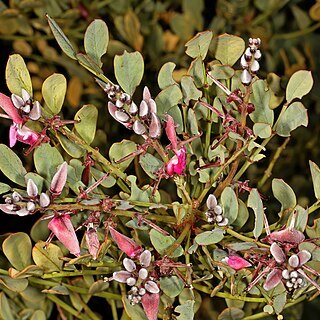 Indigofera frutescens unspecified picture