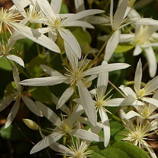 Clematis pubescens unspecified picture