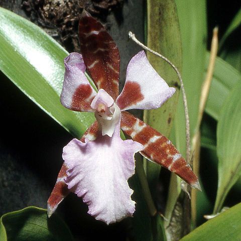 Rhynchostele ehrenbergii unspecified picture