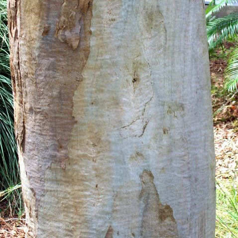 Eucalyptus dawsonii unspecified picture