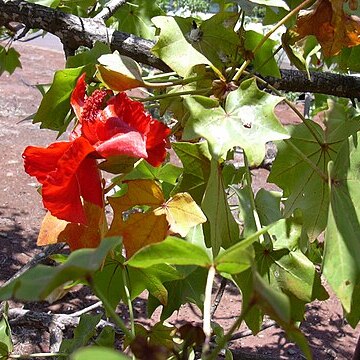 Kokia unspecified picture