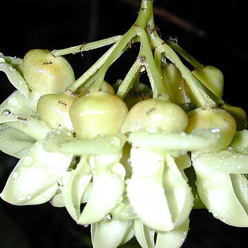 Mucuna unspecified picture