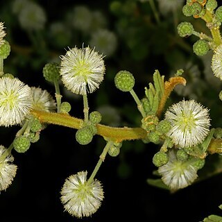 Vachellia rehmanniana unspecified picture